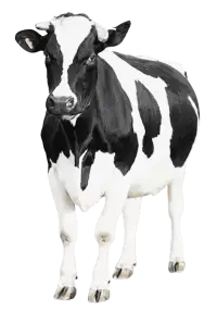 أبقار للبيع في كندا : أفضل الأسعار