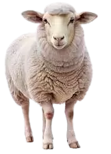 خرفان و اغنام للبيع في كندا