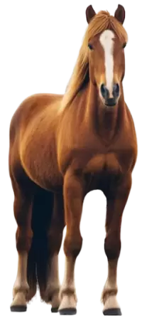 خيل للبيع في كندا : أفضل الأسعار
